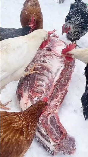 Chickens Are Fierce Omnivores – Shocking Eating Habits Explained #ChickenFacts #AnimalBehavior