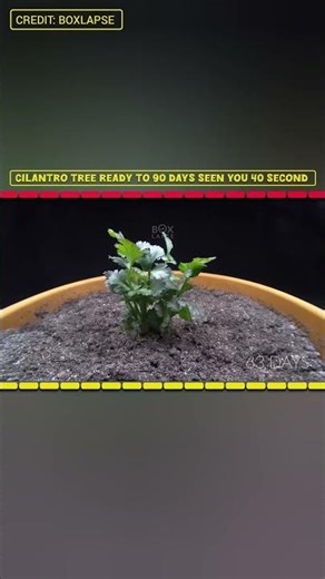 Cilantro Growing Fast 🌱 | From Seed to Fresh Leaves in Time-Lapse