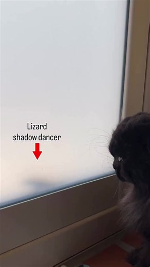 Dance lizard! Cat meets playful lizard moment