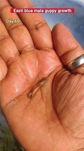 exotic blue male guppy fish growth timeline #shortsfeed #guppy #fishshorts