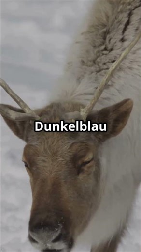 Reindeer, the incredible survival artists of the Arctic! 🦌❄️