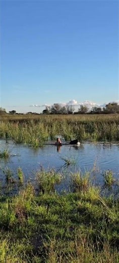 Gun Dog Training in Africa | Ammo & Baily Cool Off After Intense Retrieves 🐾💦