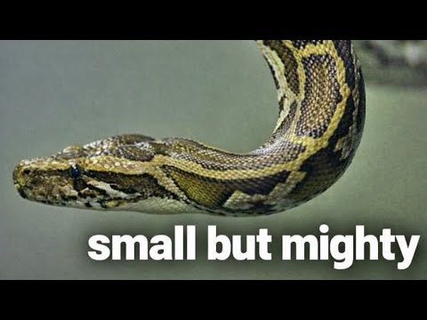 Python ATTACKS Its Prey in Seconds 😱 (Nature’s Deadliest Hunt!)