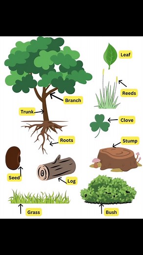 4.1K views · 81 reactions | Parts of tree . The main parts of a...