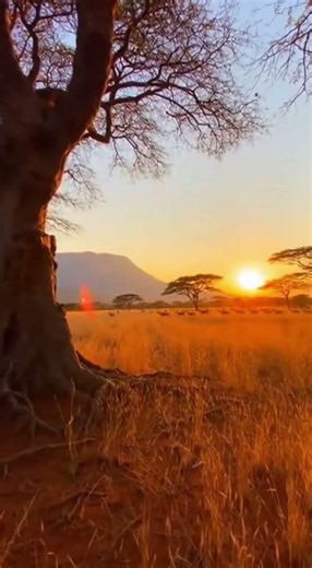 Untamed Wilds 🛶🐆🌊 (Blackwater Mirrors, Golden Savanna & Limestone Oases) #ZenWild