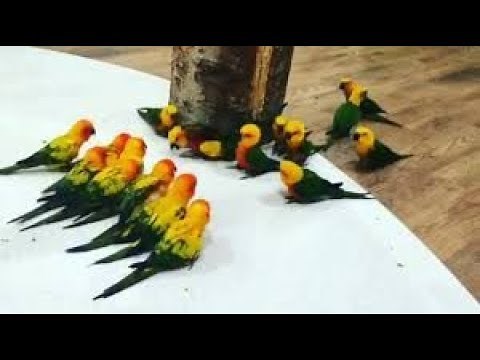 Cute And Funny Conure Parrot Gang War