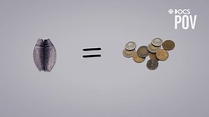 "It's not just traditional for us. Hunting is still the best way to feed Inuit and the cash from seal skins keep that cycle going." Angry Inuk director Alethea Arnaquq-Baril explains that seven in ten Inuit children still go hungry. Watch the film online now or Sunday on CBC Docs POV: http://bit.ly/2E3eQPk | CBC Docs