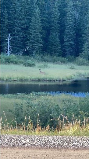Up Close with Mule Deer: Majestic Wildlife in Their Natural Habitat