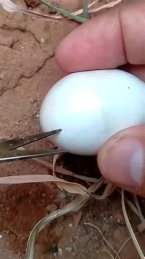 InfoScope on Instagram: "Little snake Very Dangerous #reels"