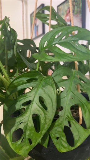 6.7K views · 75 reactions | 華 When your climbing plant has a vertical support that provides moisture and allows propagation from every node, it leads to larger leaves and a fuller plant. Pick a pole (17" H) or trellis (11.5"H x 4.5"W), throw in our Sphag Bag, and watch your climbers do their thing. We've got you covered with the grow & support bundle from @bwhplantco. #PlantPeopleUnite  @theworkbenchwench | BWH Plant Co | Facebook