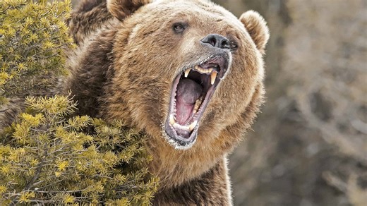 The Largest Grizzly Bear Ever Recorded in Yellowstone