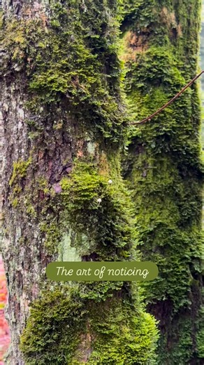 Slow down and look closely ✨💚! One of the most common questions people ask me is “how did you even see that?!” The truth is that I’ve spent countless hours roaming very slowly in nature, looking closely at the small and often overlooked parts of nature. When we slow down and tune in, our appreciation and understanding for nature can expand beyond what we could have imagined! Next time you are in nature, try noticing something new about a familiar thing, or a new thing all together! There’s alwa