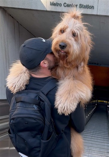 Purest Form of Love Between Dog Dad and Goldendoodle