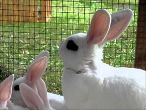 Hotot weiß, Jungtierschau 2013 Schöftland