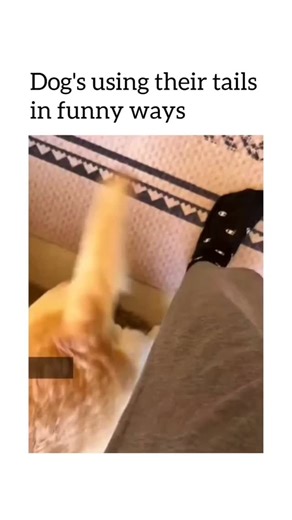 Woof Goof | Dogs using their tails like it’s a built-in toy, steering wheel, or communication device 😂 Whether they’re chasing it, wagging... | Instagram