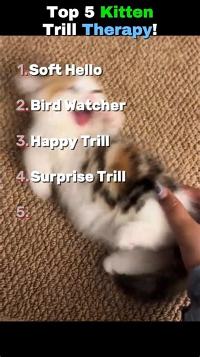 Which Trill Actually Got You? 😻 Top 5 Kitten Trill Therapy! 1, 3 or 5