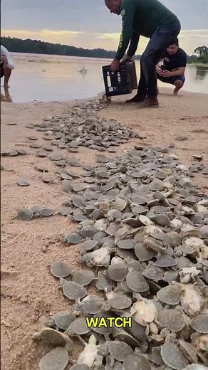 Protecting and Releasing Baby Turtles