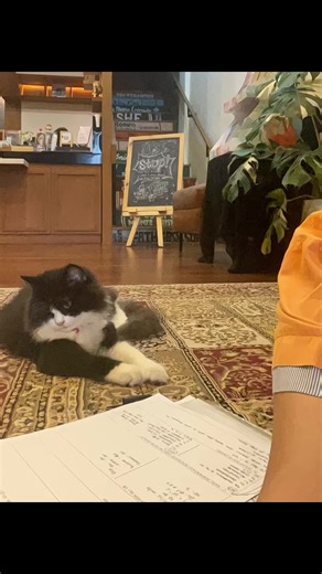 Nemu Book Cafe: Kafe Hening dengan Kucing di Jogja