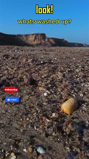 Low Tide Treasure: Washed-Up Seaweed Full of Shells & Crabs!