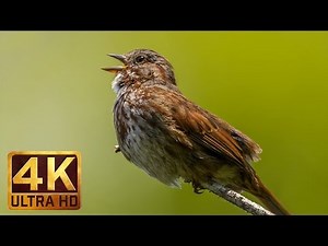 4K - Bird Song Relaxation Video, Birds Singing-Relaxing Sounds - FREE DOWNLOAD!