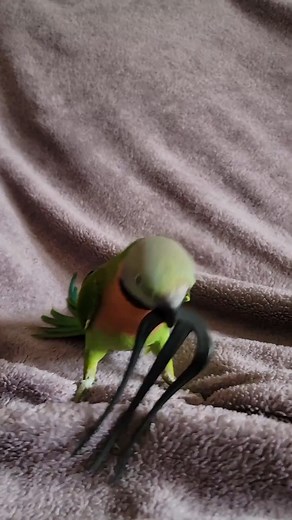 My RAGING Mustache Parakeet! She goes nuts over anything🤣 | Marlene Mc'Cohen