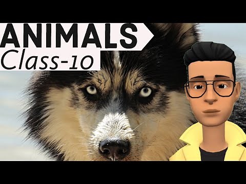 Animals poem class 10 english animated explanation Animals class 10 animation animated video