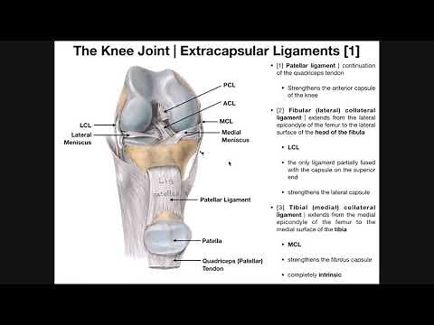 Knee Extracapsular Ligaments | Patellar Ligament, MCL, & LCL