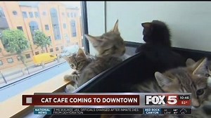 412K views · 4.8K reactions | A cat cafe is coming to downtown Las Vegas!  | FOX5 Las Vegas | Facebook