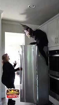 PRANK Cheating on my wife #funny #usashorts #comedy #prank #diasporashqiptare