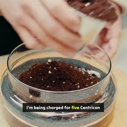 Termite Pros Costing a Fortune? See the Shocking DIY Secret!