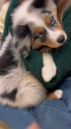 No one expected these puppies to make this choice.