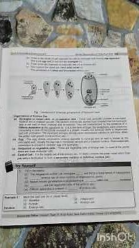 Class 12 Biology Chapter - Sexual Reproduction In Flowering Plants Notes
