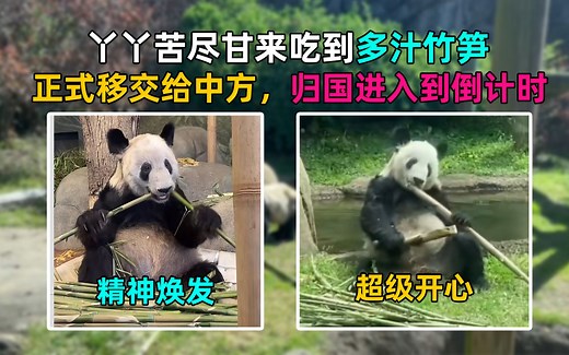 苦尽甘来，丫丫吃到竹笋精神焕发，超级开心！归国倒计时!