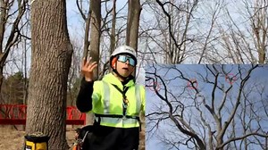 预设转向树木工作攀爬 Tree Climbing Tips Pre-Directing for SRT Climbing