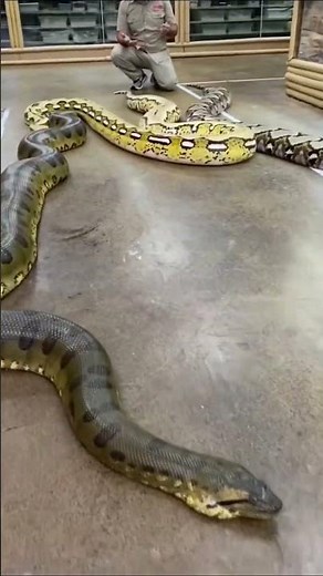 Python Vs. Anaconda