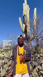 These amazing giant cacti makes Saguaro National a birding hotspot in Tucson Arizona! 🌵 Repost: Isaiah Scott • • #birdwatching #birder #arizona #tucson #tucsonbirds #tucsonaudubon #birdsofarizona #blackbirder #blackinnature #sciencecommunication | Visit Tucson