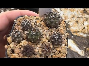 Rare Cactus Seedlings at 2 & 6 Months + Grow Hut Tour