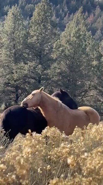 282K views · 29K reactions | What a thrill to sit in the brush as the...