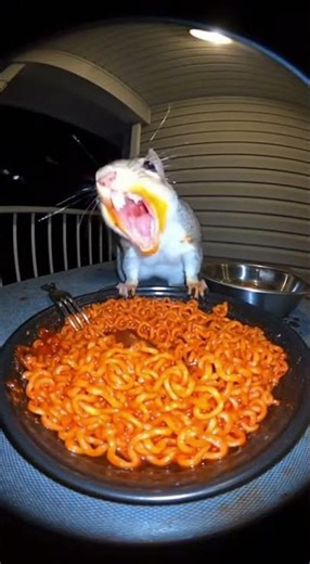 Squirrel tries Buldak Ramen and Shin Ramyun (Korean Instant Noodles) ASMR MUKBANG EATING Challenge