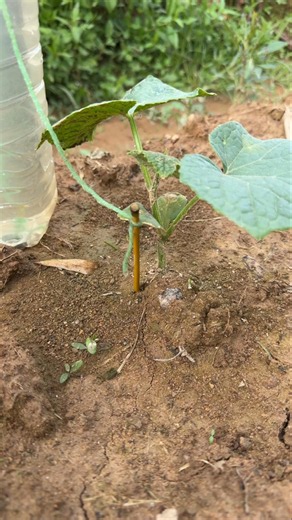 Simple drip irrigation system for your plants #garden #roomtogrow #gardening #growyourownfood