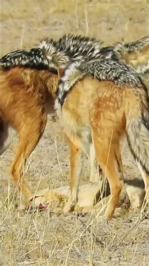 Jackal Pack Drama in the Wild! 🐺🔥 #PUMAB #shorts