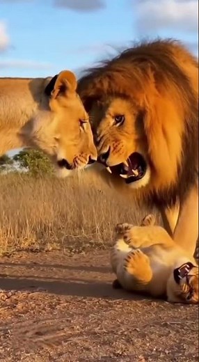 Lioness Snaps After Seeing Her Cub Hurt — Furious Mom Attacks the Male Lion 🔥