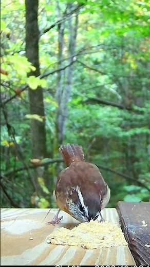 Carolina Wren Song and Close Up