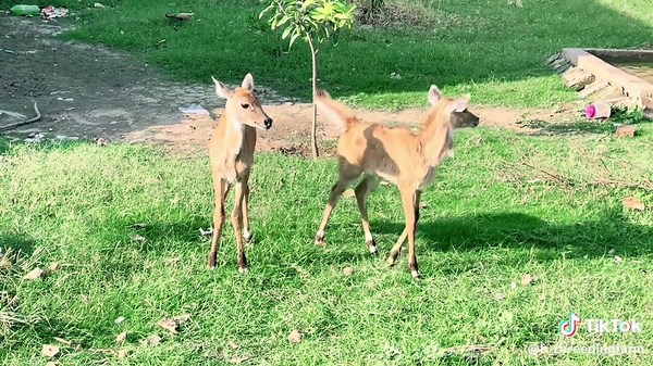 Exploring Mini Zoos in Pakistan: A Unique Hobby