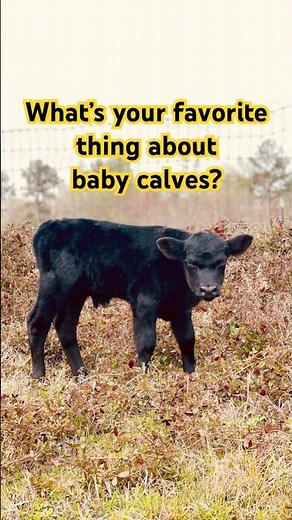 BABY CALVES: The Cutest Little Cattle Born in 2024 On The Farm