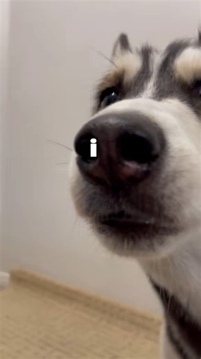 #Huskies #husky #dogs | Maya The Husky