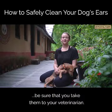 115K views · 2.8K reactions | You shouldn't have to go to the vet or a groomer any time your dog's ears get a little dirty! Today I'm going to teach you how to clean your own dog's ears! (English) -------- Never miss an update: https://t.me/peepalfarm Contribute: https://peepalfarm.org/support Contact: https://peepalfarm.org/contact | Peepal Farm | Facebook