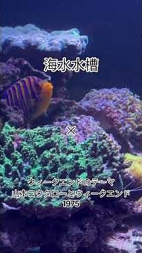海水水槽✖ #ウィークエンドのテーマ #山本コウタローとウィークエンド / #岬めぐり #はぐれ雲 #めぐる季節に #風の街 #虹を下さい