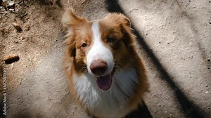 Brown Australian Shepherd puppy portrait close-up. Funny dog ears and open mouth in smile. Aussie walks in park, sits waiting and looks up.