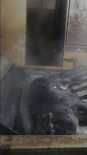 Inside a Modern Slaughterhouse: How Pork is Processed with Machines💥